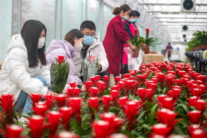 Jiangsu : une serre intelligente assure la production et la vente des fleurs en hiver à Taizhou