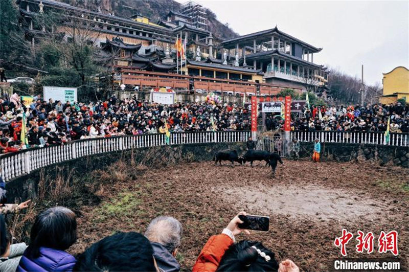 Zhejiang : un spectacle de tauromachie millénaire organisé pour célébrer la Fête des Lanternes dans le district de Wucheng