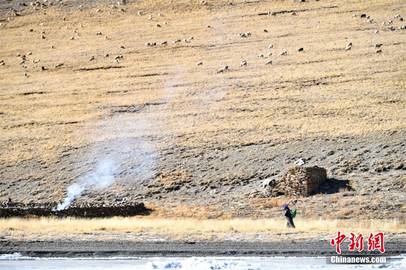 Tibet: les bergers mènent leurs troupeaux vers l'île de Huxin pour passer la période la plus froide de l'hiver
