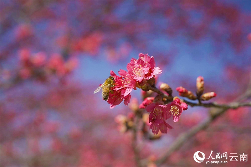 Yunnan : un écran plein de rose romantique ! Des milliers de mu de cerisiers fleurissent comme des nuages
