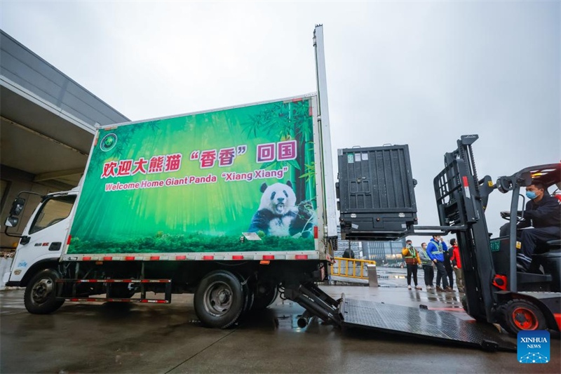 La panda géante Xiang Xiang, née au Japon, revient en Chine