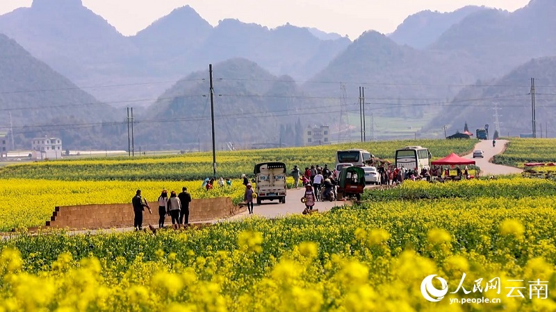 Yunnan : le printemps bat son plein et des millions de mu de fleurs de colza s'épanouissent à Luoping pour accueillir les visiteurs