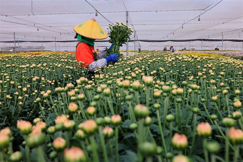Hainan : les fleurs embellissent la beauté de la campagne et les floriculteurs s'engagent sur la voie de la prospérité