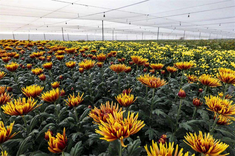 Hainan : les fleurs embellissent la beauté de la campagne et les floriculteurs s'engagent sur la voie de la prospérité