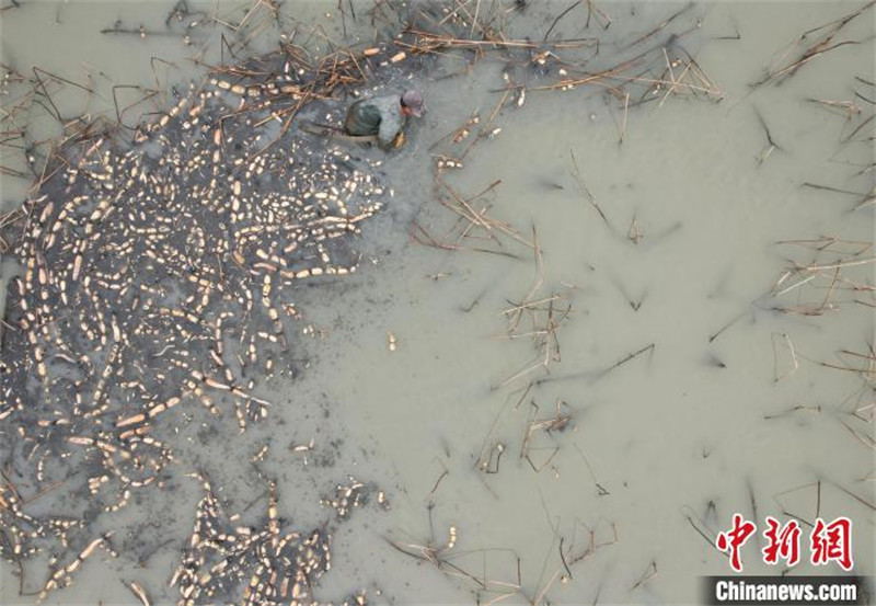 Anhui : l'industrie de la racine de lotus contribue à augmenter les revenus des habitants locaux à Feixi