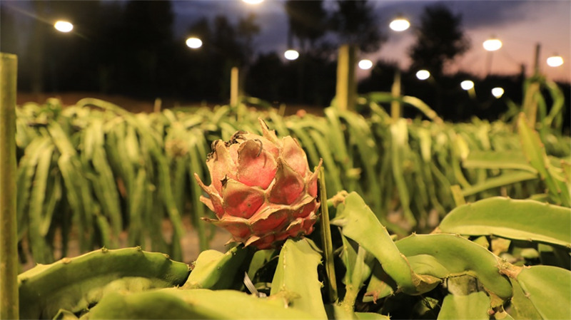 Hainan : la plantation de fruits du dragon stimule la revitalisation rurale