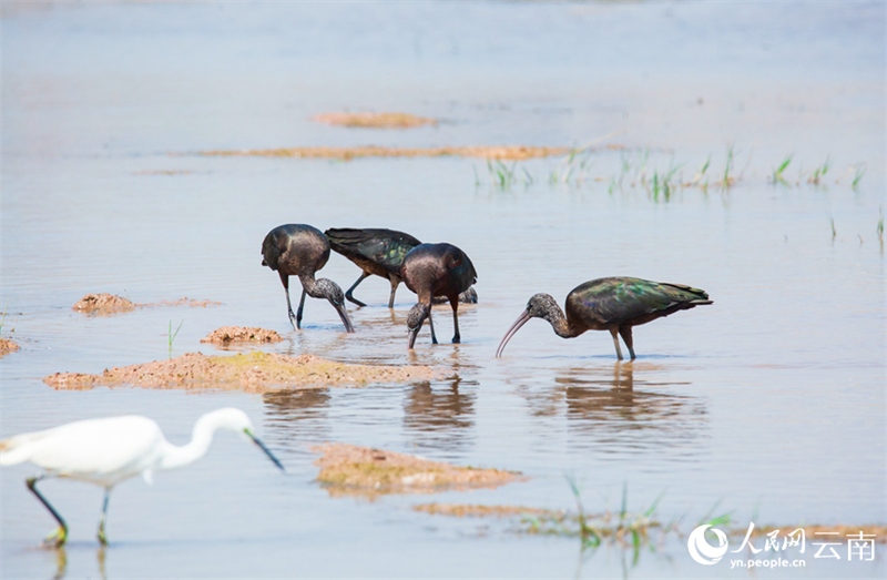 Yunnan : un ibis protégé de classe nationale réapparaît sur le lac Fuxian