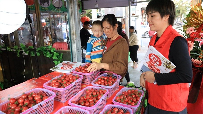 Hainan : les fruits rouges sur la « voie express » du commerce en ligne pour élargir la route de la richesse à Ding'an