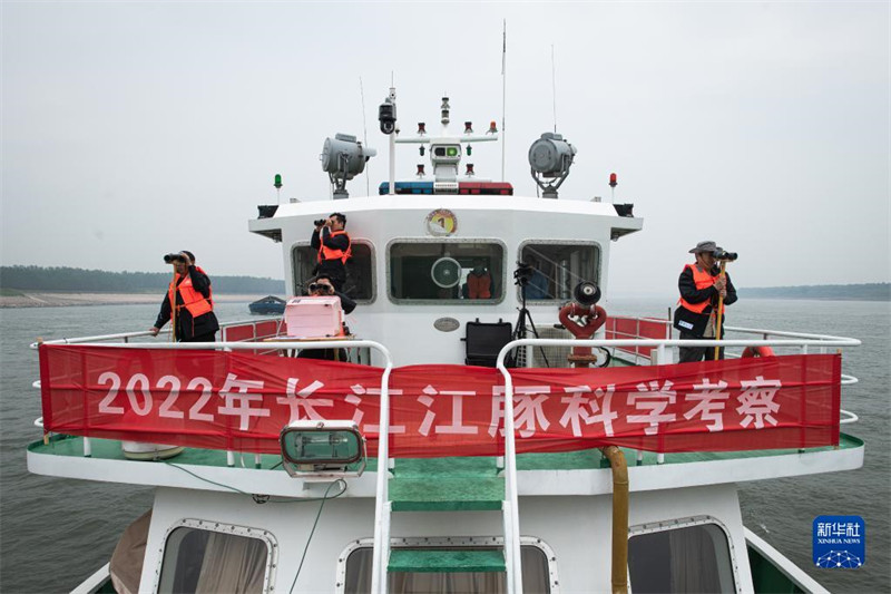 Chine : la population de marsouins aptères du Yangtsé dépasse 1 200
