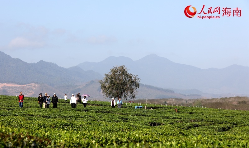 Hainan : vivre le printemps avec le parfum du thé dans le jardin à Baisha