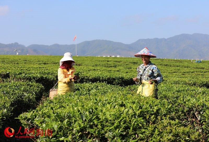 Hainan : vivre le printemps avec le parfum du thé dans le jardin à Baisha