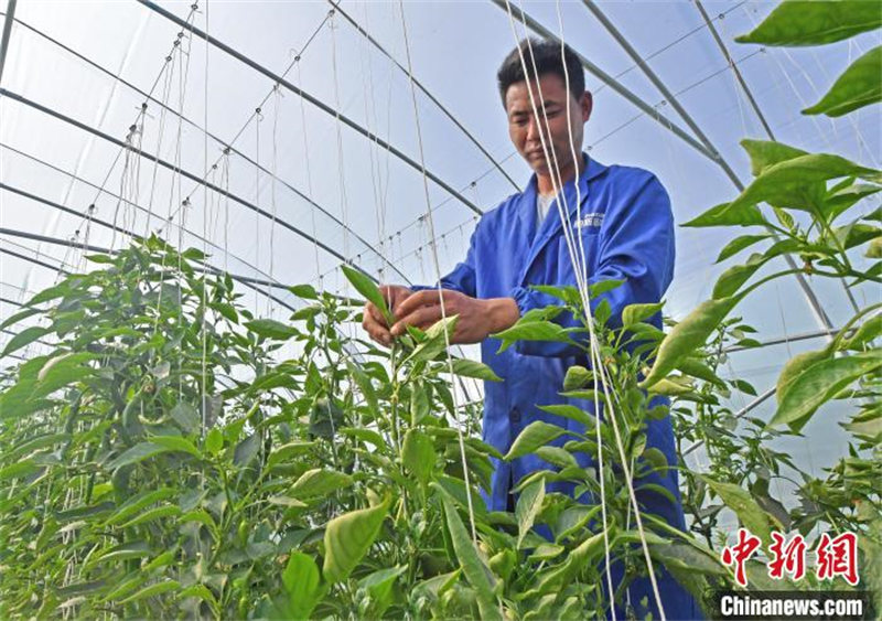 Fujian : les agriculteurs occupés par les travaux dans les serres au printemps