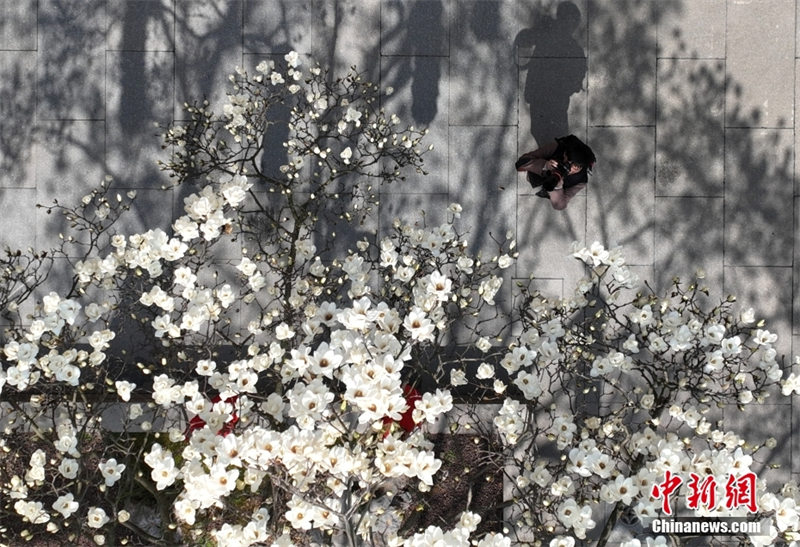 Photo aérienne prise du 6 mars montrant des touristes attirés par la floraison successive des magnolias Yulan à Hangzhou, capitale de la province du Zhejiang (est de la Chine). (Photo / China News Service)