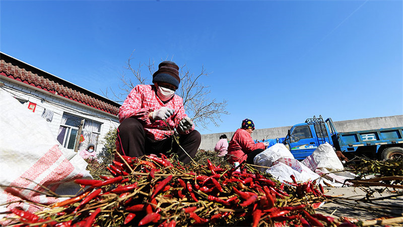 Hebei : les piments rouges stimulent la revitalisation rurale à Dingzhou
