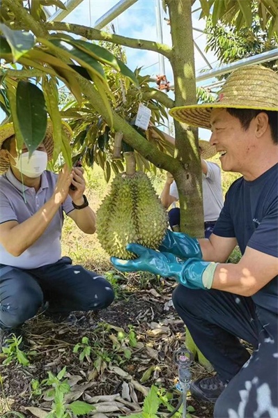 Hainan : le durian de Sanya cultivé avec succès, ses fruits seront disponibles à grande échelle en juin de cette année