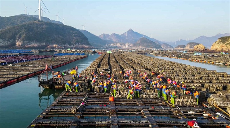 Fujian : la grande « rentrée » pour 600 millions d'alevins d'ormeaux à Lianjiang