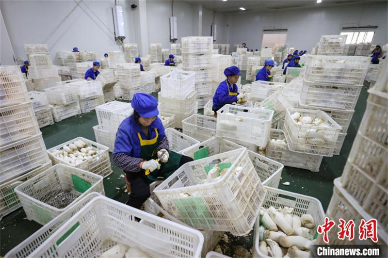Guizhou : l'industrie des champignons comestibles de Daozhen favorise l'emploi et augmente les revenus