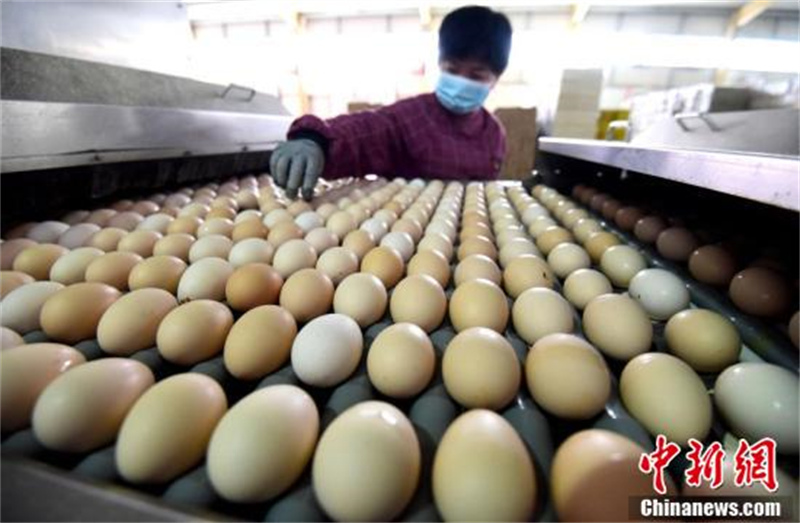 Hebei : la « ville natale des poules pondeuses en bois de Chine » à Guantao