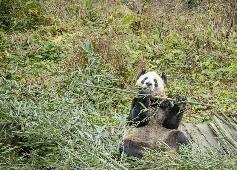Venez découvrir le « panda géant vedette » Huahua