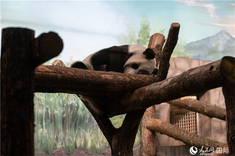 La star des stars : au zoo de Moscou, le panda Ding Ding fait le bonheur des visiteurs