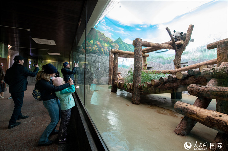 La star des stars : au zoo de Moscou, le panda Ding Ding fait le bonheur des visiteurs