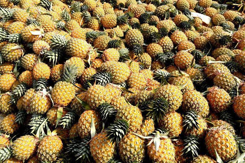 Hainan : le rendement de l'ananas mangue a dépassé 2 000 kg par mu