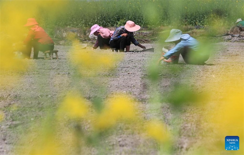 L'équinoxe de printemps est là, les villageois de toute la Chine s'affairent aux travaux agricoles