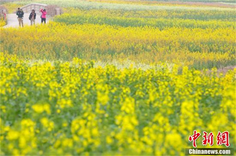 Jiangsu : les fleurs de colza colorées s'épanouissent à Huai'an