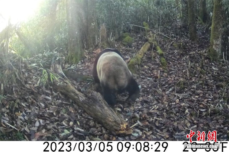 Sichuan : des pandas géants sauvages photographiés dans le mont Wawu