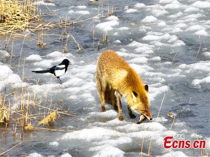 Jilin : un renard roux repéré dans la réserve de Boluohu