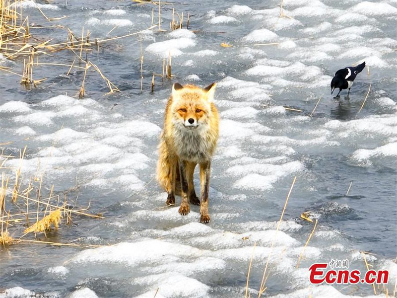 Jilin : un renard roux repéré dans la réserve de Boluohu