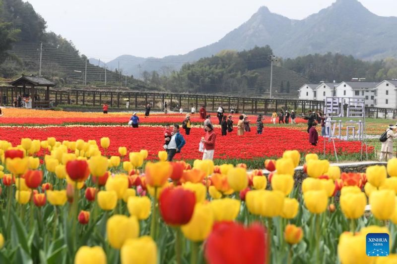 Zhejiang : les tulipes font fleurir l'économie rurale à Jinhua