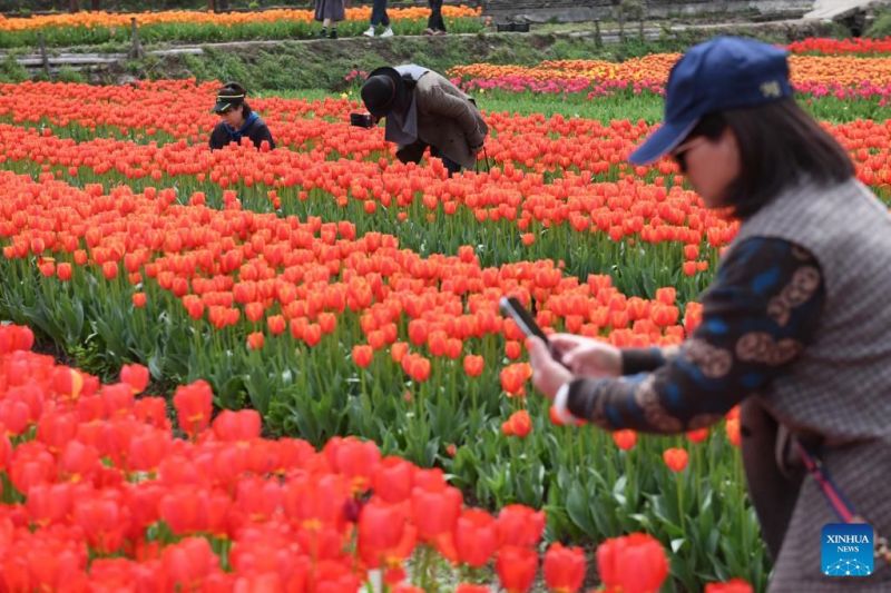 Zhejiang : les tulipes font fleurir l'économie rurale à Jinhua
