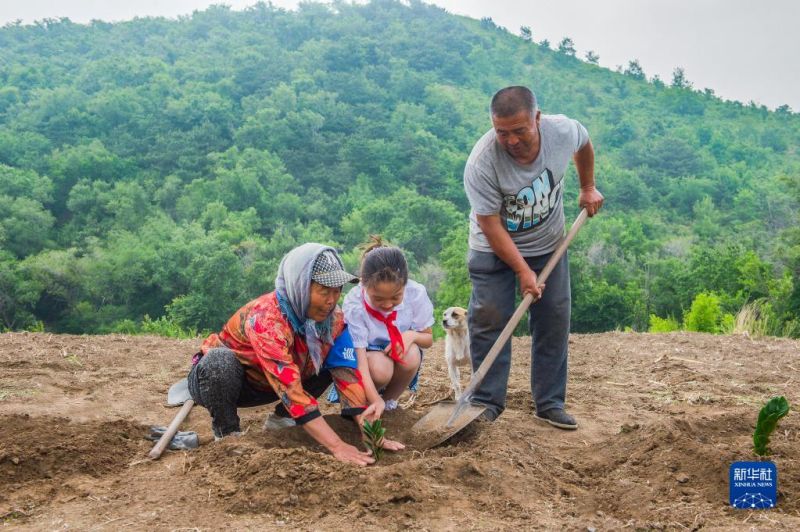 Liaoning : le travail inlassable d'un couple transforme une montagne aride en une forêt touffue