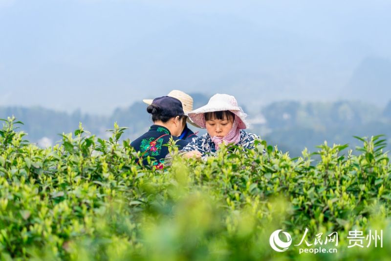Guizhou : la saison de la récolte du thé printanier arrive à Guiyang