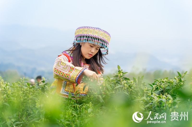 Guizhou : la saison de la récolte du thé printanier arrive à Guiyang