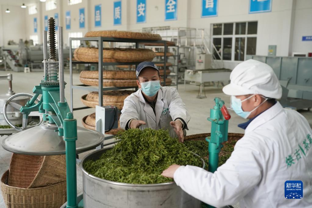 Shaanxi : le thé dans la promotion du tourisme