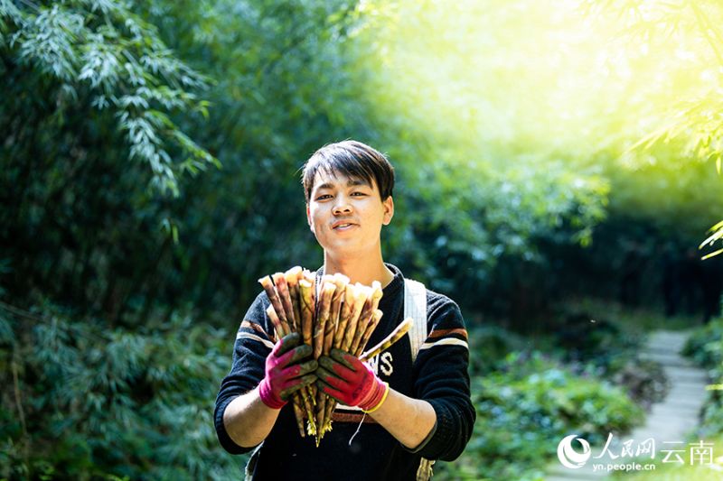 Yunnan : le début de la récolte des pousses de bambou à Daguan