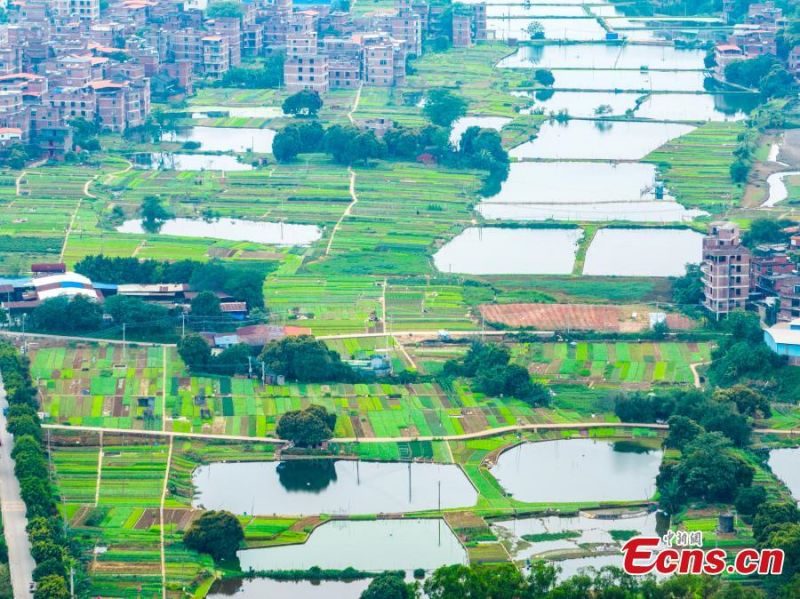 Guangxi : la combinaison de champs de légumes et d'étangs piscicoles crée un système durable