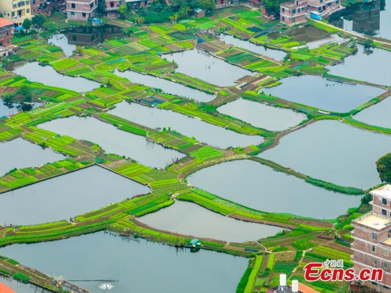Guangxi : la combinaison de champs de légumes et d'étangs piscicoles crée un système durable
