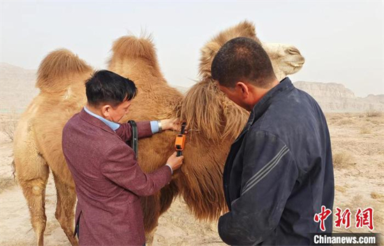 Un technicien met un collier intelligent sur un chameau à Tumxuk, dans la région autonome ouïghoure du Xinjiang (nord-ouest de la Chine). (Photo / Chinanews.com)