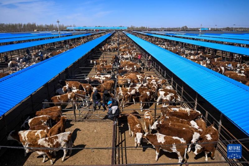 Mongolie intérieure : le marché animé aux bestiaux à Tongliao