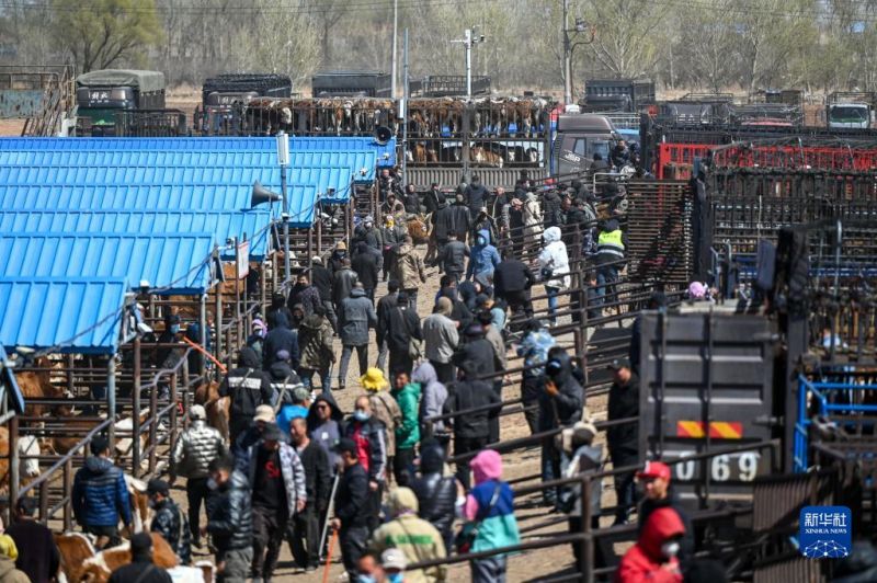Mongolie intérieure : le marché animé aux bestiaux à Tongliao
