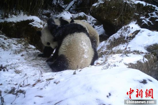 Sichuan : une mère panda sauvage apprend à son petit les techniques de survie à Mianyang