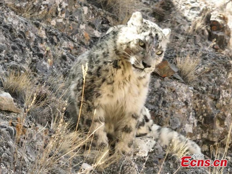 Gansu : un léopard des neiges photographié dans les monts Qilian à Zhangye