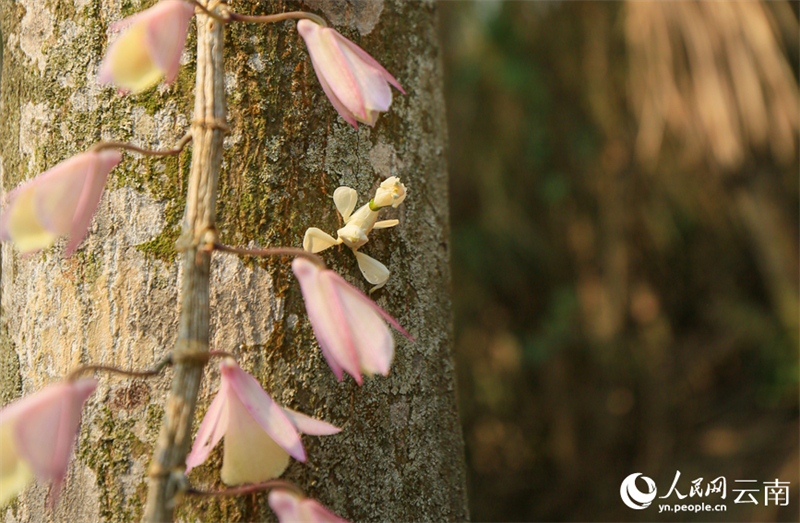 Yunnan : la mante religieuse orchidée photographiée pour la première fois dans le comté de Ning'er