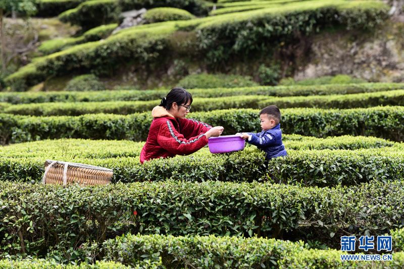Hubei : la meilleure saison pour la cueillette du thé de printemps à Xianfeng