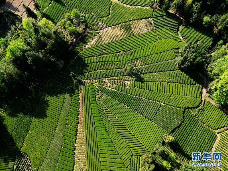 Hubei : la meilleure saison pour la cueillette du thé de printemps à Xianfeng
