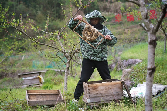 Wu Zhulin, secrétaire de la branche du Parti du village de Gangbei, vérifie une ruche dans le village de Gangbei du comté de Jing'an, dans la province du Jiangxi (est de la Chine), le 6 avril 2023. (Wan Xiang / Xinhua)