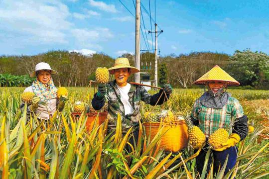 Des agriculteurs présentent des ananas dans une plantation de Xuwen, dans la province du Guangdong (sud de la Chine). (China Daily)